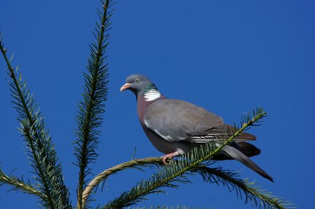 Sky tree bird