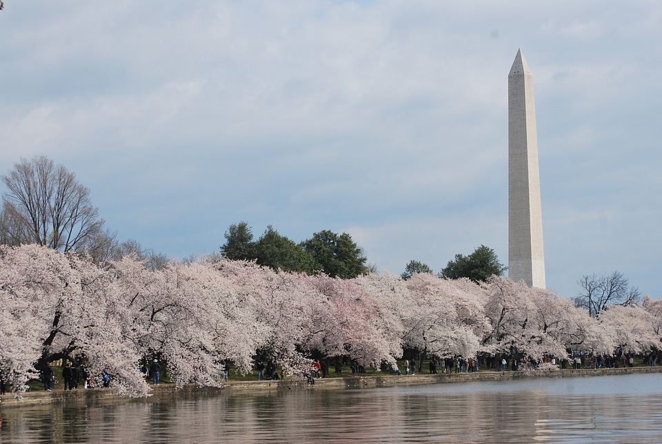 Cherry blossom springtime