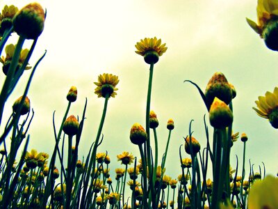 Yellow paper daisies yellow paper photo