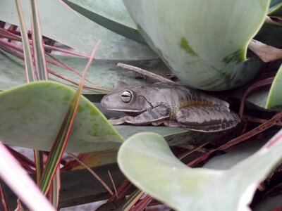 Amphibian animal eye