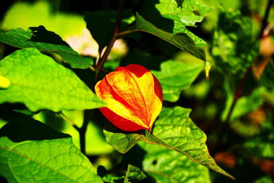 Nature summer garden