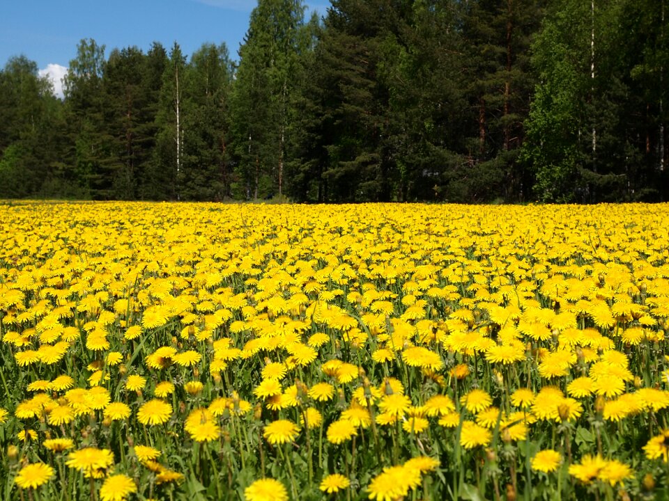 Field landscape countryside