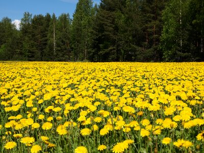 Field landscape countryside