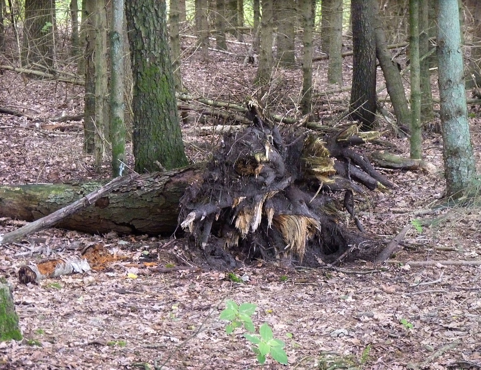 Devil trees tree root