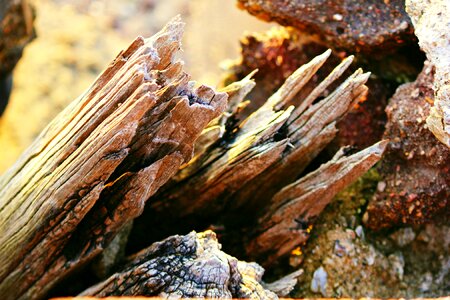 Weathered timber rough photo