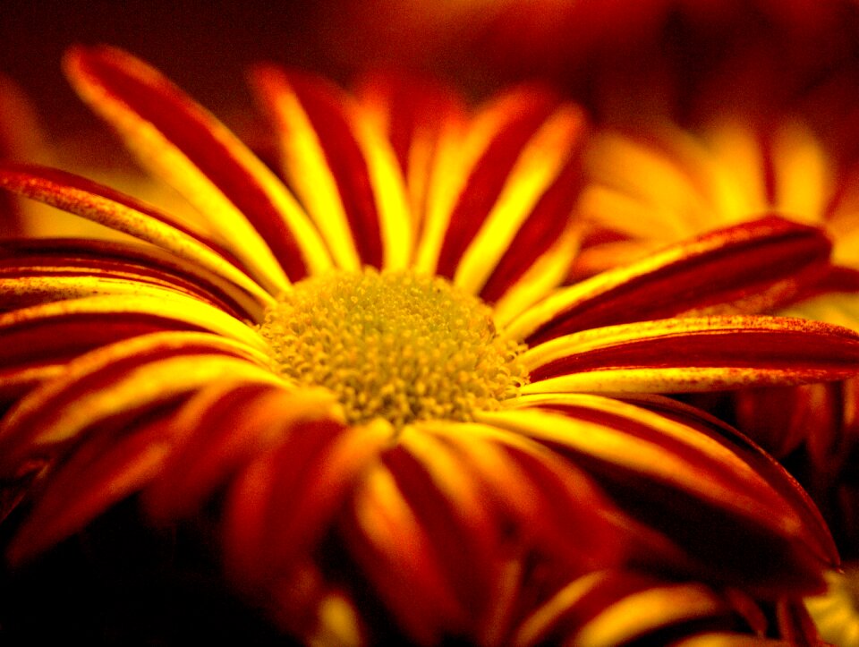 Yellow yellow flower inflorescence