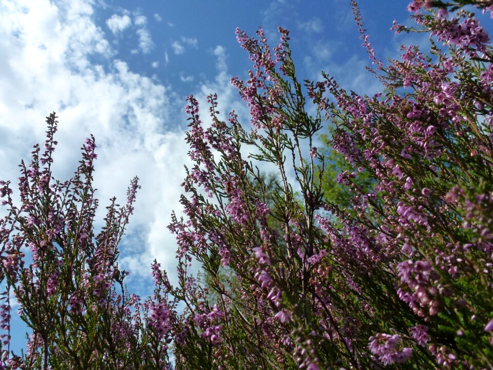 Bloom purple lüneburg heath