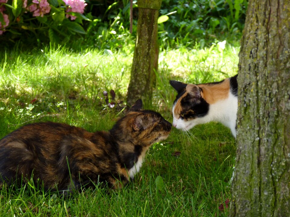 Animals animal two