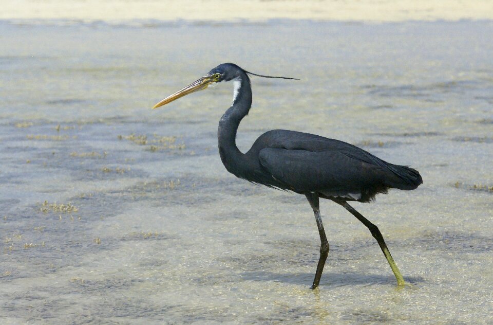 Red sea animals black