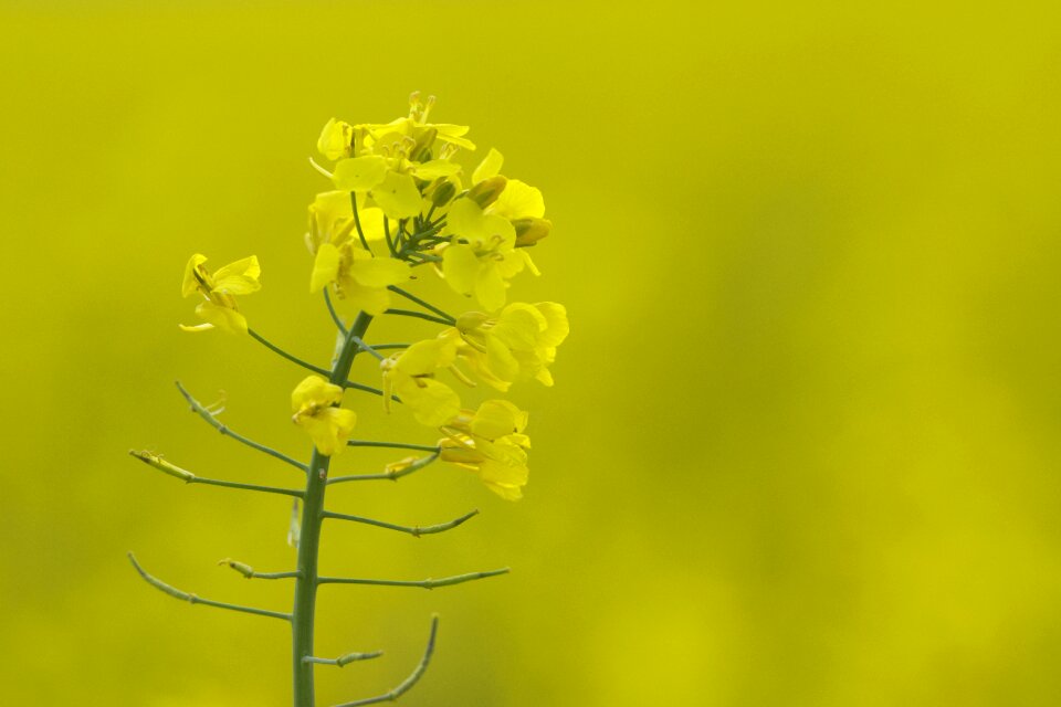 Yellow field of rapeseeds field