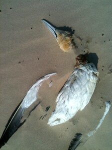 Sand seagull death photo