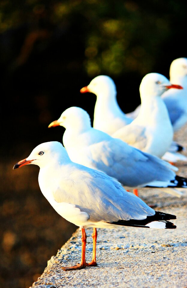 White gull nautical