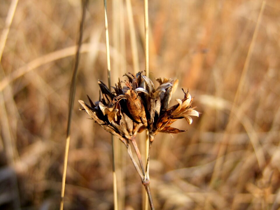 Plants wildflowers nature
