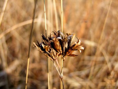 Plants wildflowers nature