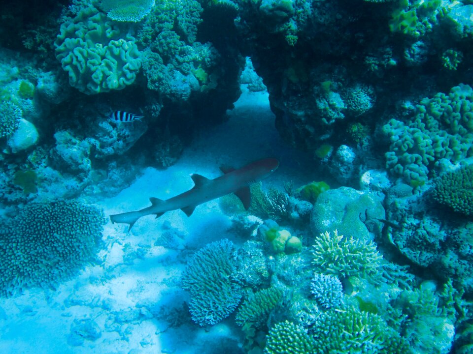 Diving coral turquoise