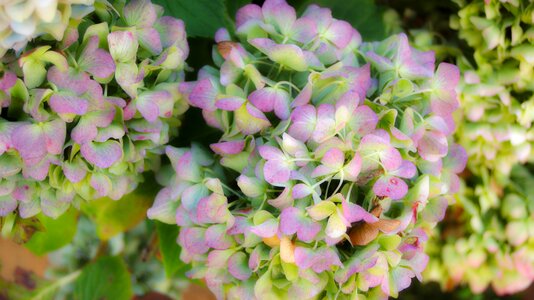Romantic pastels flowers