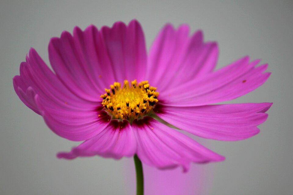 Blossom pollen yellow