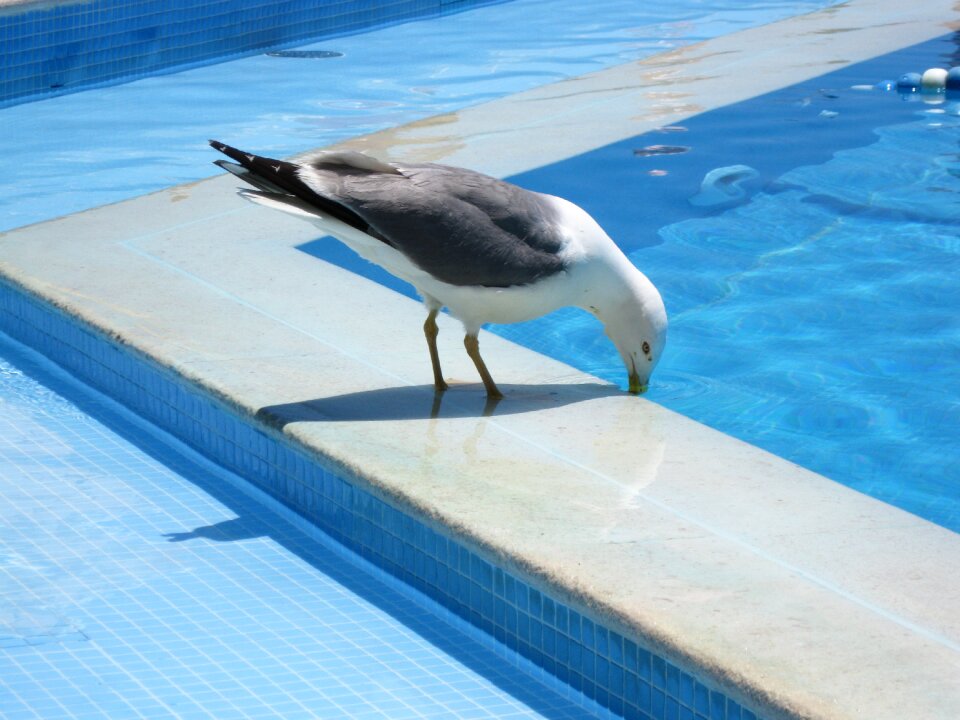 Water bird pool vacations