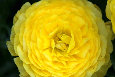 Bloom ranunculus blossom