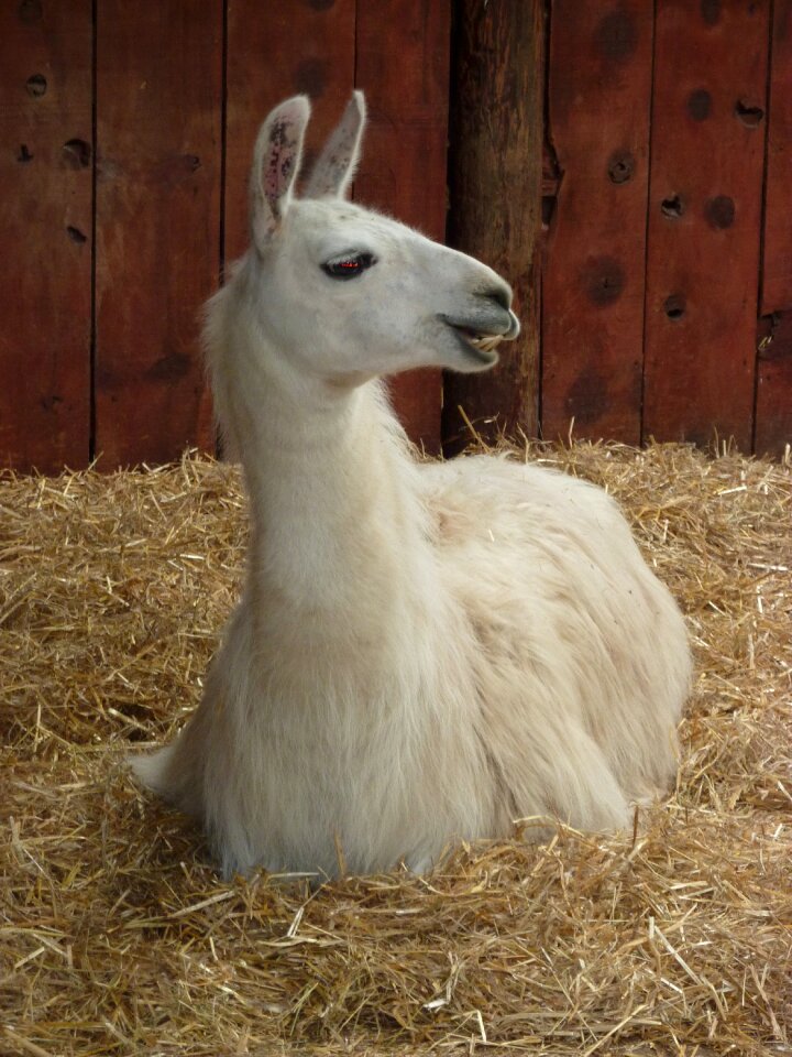 Peru farm livestock