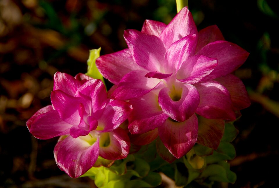 Ginger pink garden