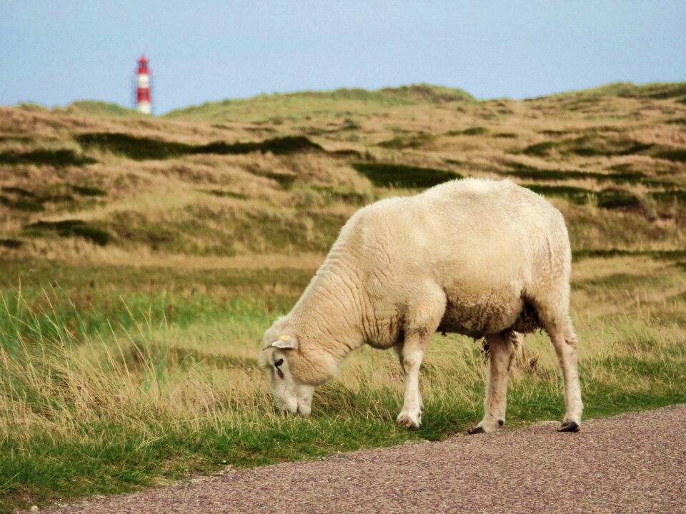 Sheep's wool pasture road