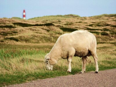 Sheep's wool pasture road photo