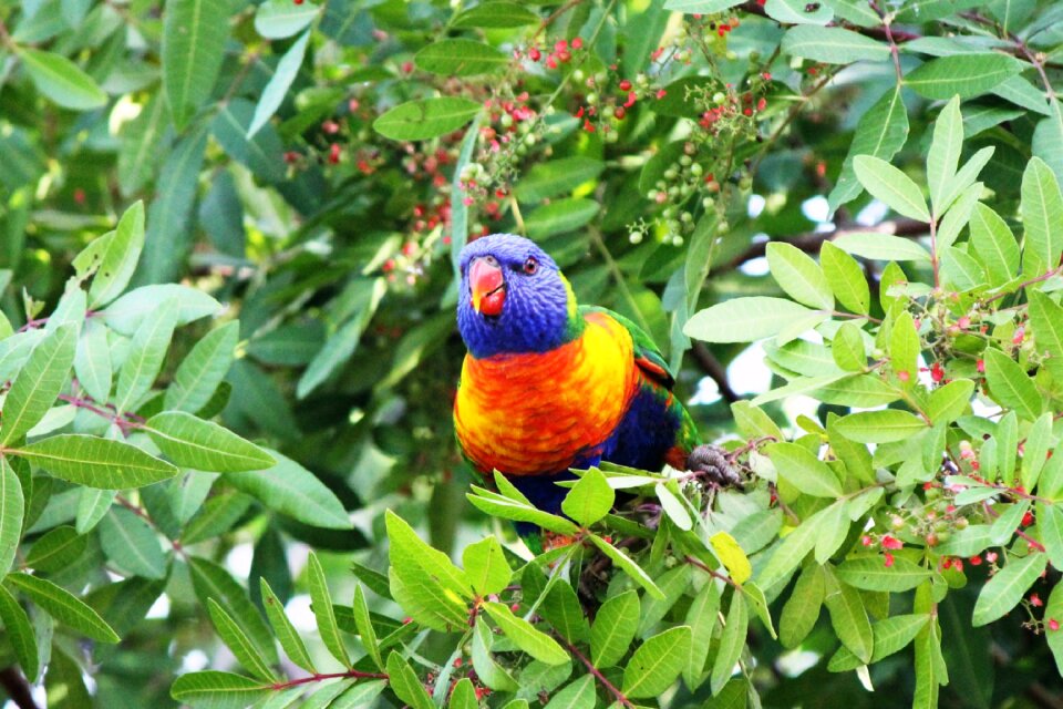 Rainbow lorikeet colourful