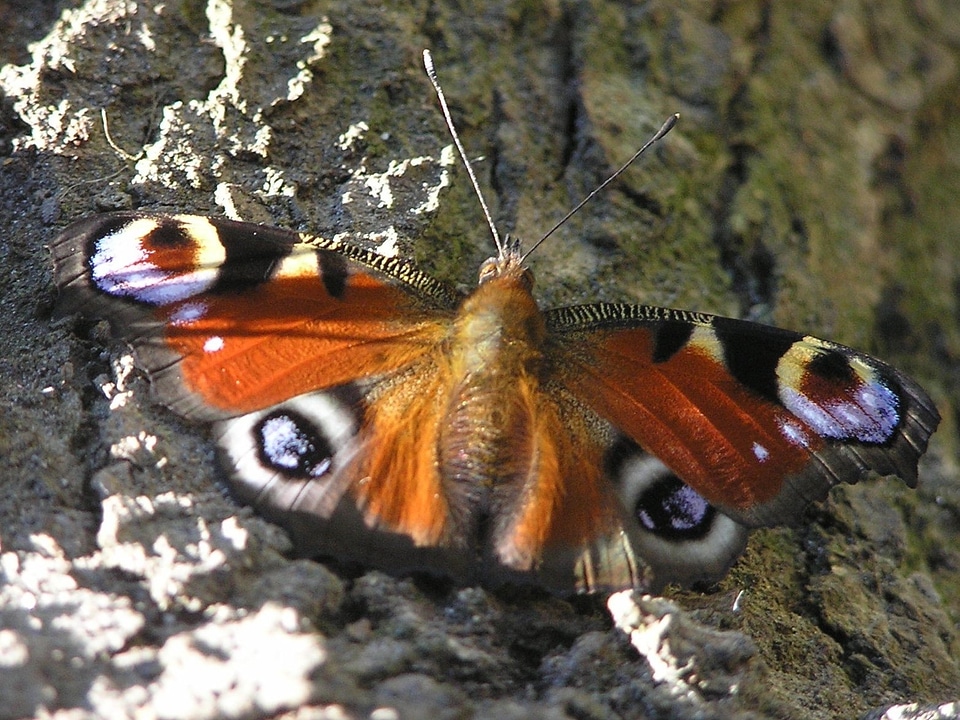 Nature animals butterfly