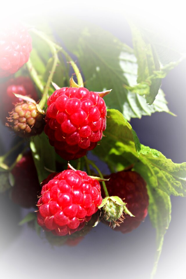 Fruit bush berry