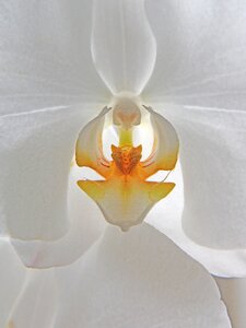Plant orchid potted plant photo