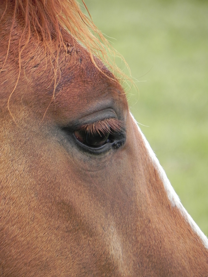 Beautiful foal fur