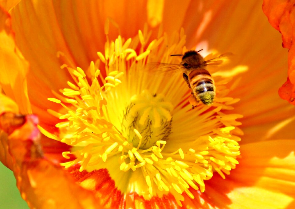 Flower poppy spring