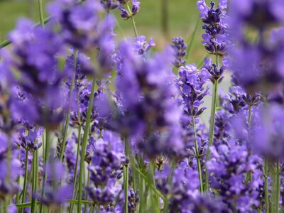 Summer field violet photo