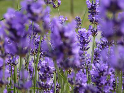 Summer field violet