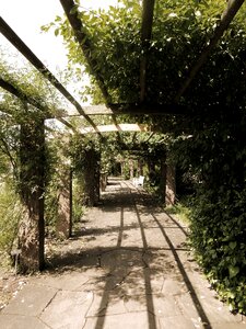Walk canopy shadow