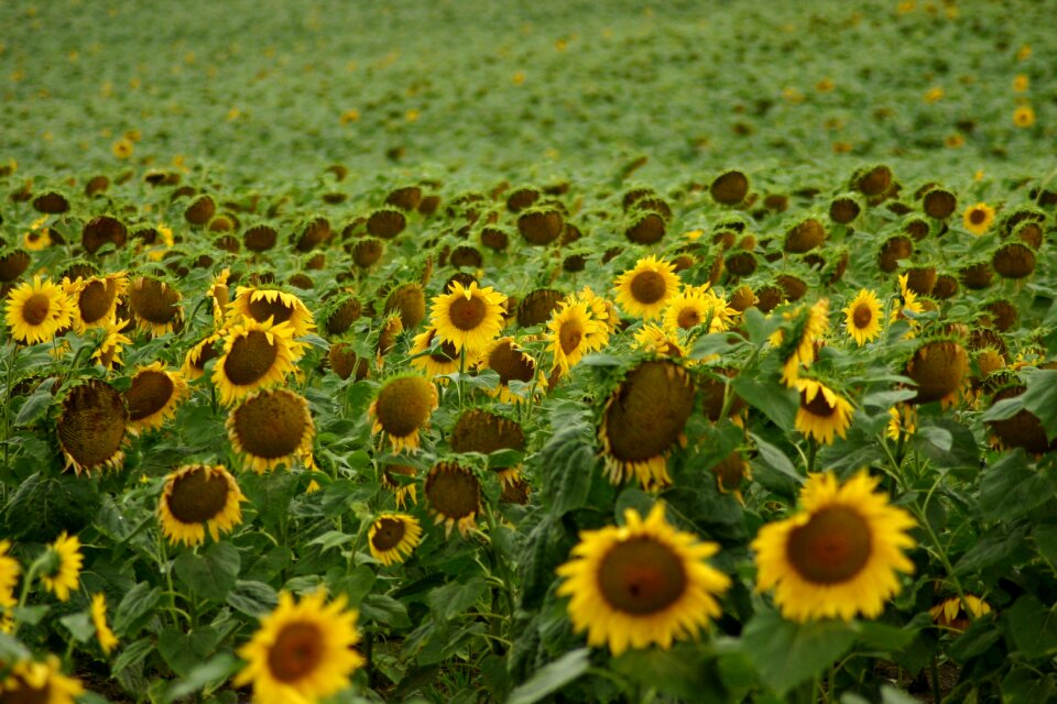 Sunflower field flowers