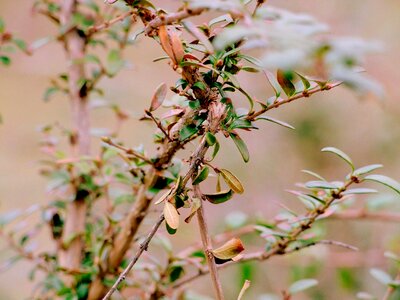 Nature bush plant