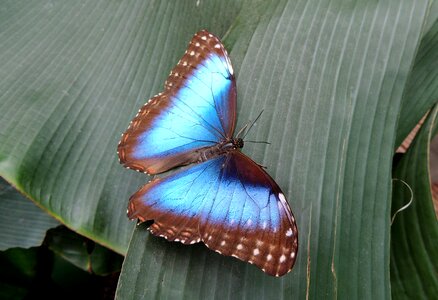 Insect animal wing
