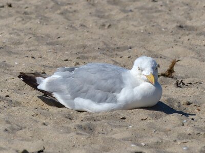 Langeoog east frisia island photo