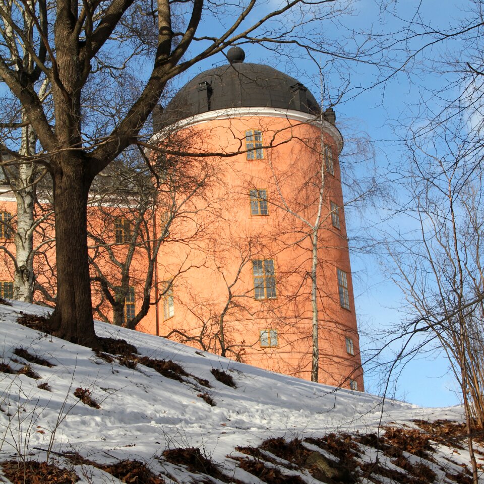 Winter pink sweden