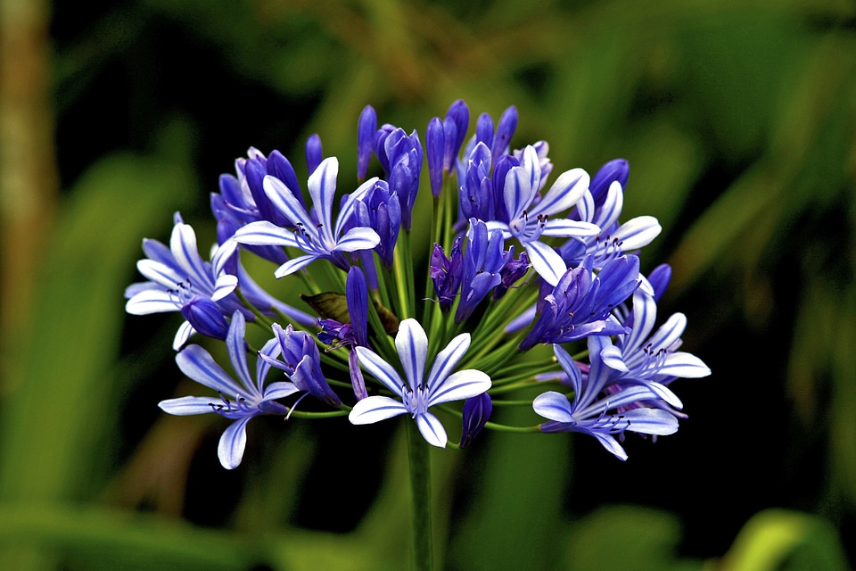 White plant flowers