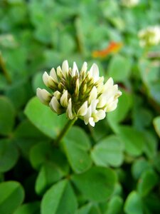 Lucky leaf shamrock photo