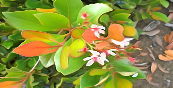 Color plant graphics