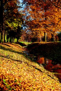 The brook foliage tree