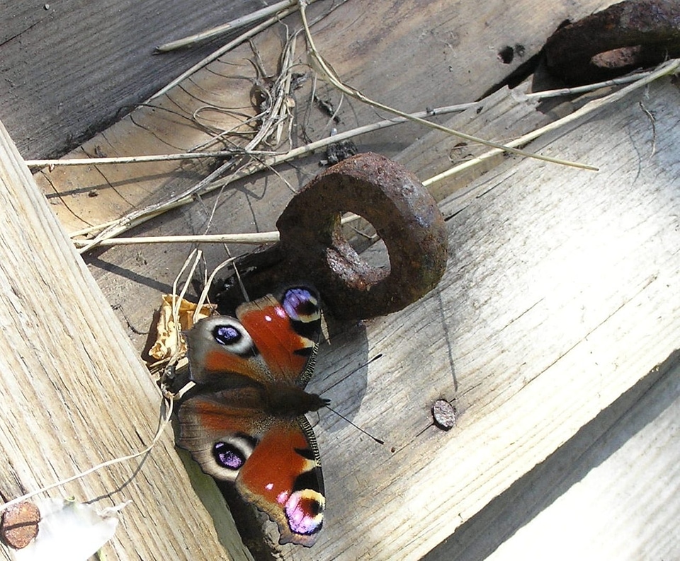 Nature animals butterfly