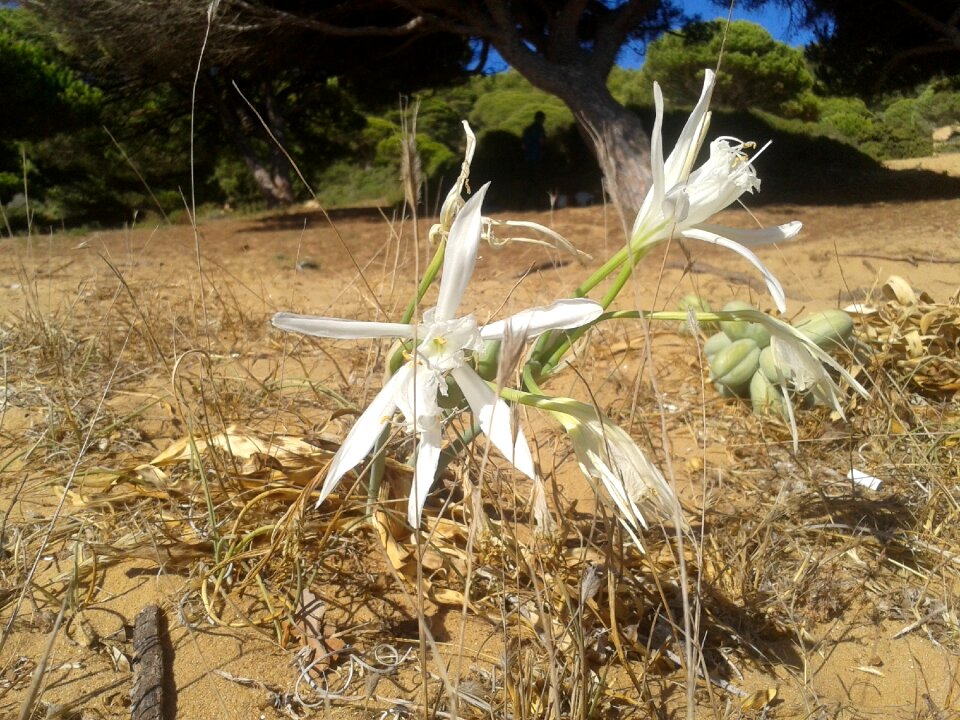 Flowers white nature