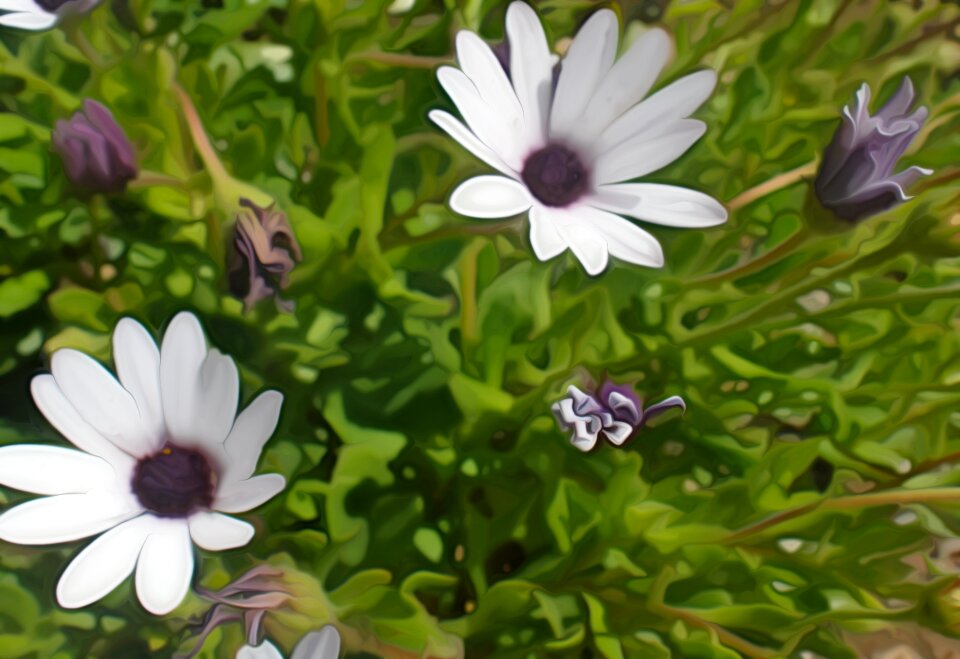 White purple color