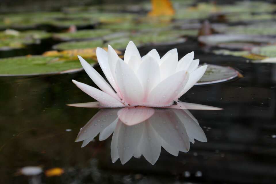 Pond nature mirroring