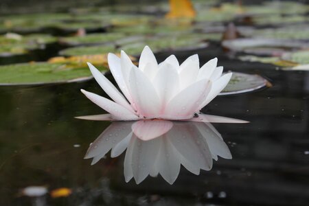 Pond nature mirroring